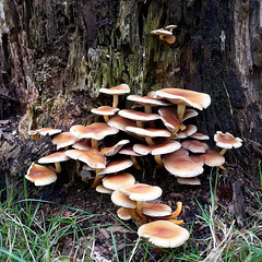 Buff-coloured fungi on a eucalyptus stump