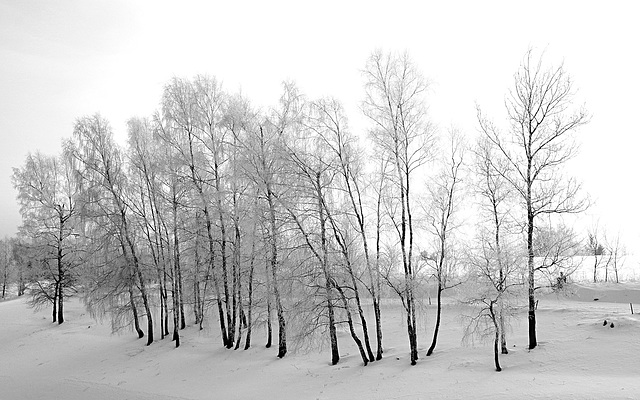 Winter, birkig