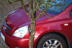 Der Specht und das Auto - The woodpecker and the car