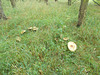 JBT - woodland fungus [1 of 6]