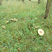 JBT - woodland fungus [1 of 6]