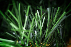 Synthetic fir needles