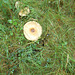 JBT - woodland fungus [2 of 6]