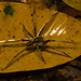 IMG 6451 Spider