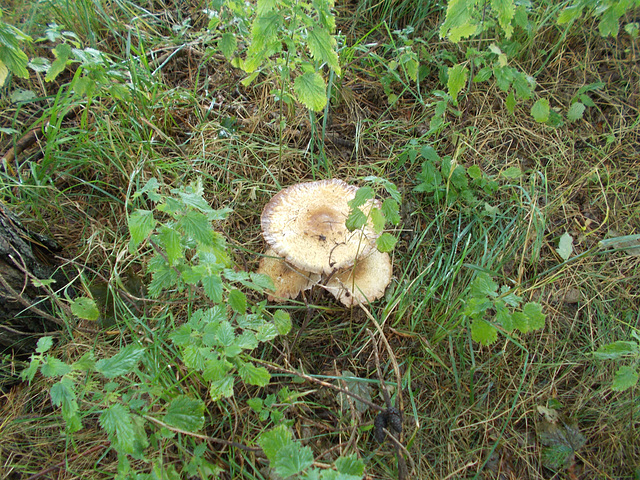 JBT - woodland fungus [3 of 6]