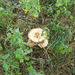 JBT - woodland fungus [3 of 6]