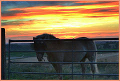 Horse Sunset HFF for everyone today  5 aug 2022
