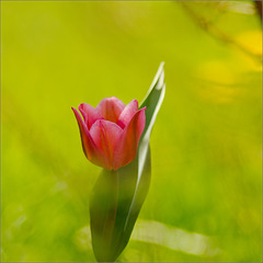 The Tulip under the Forsythia