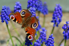 Peacock Butterfly on Grape Hyacinth (2)