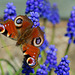 Peacock Butterfly on Grape Hyacinth (2)