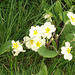 Primroses are growing wildly on my lawn