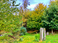 Autumn colours in the pond garden