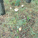 JBT - woodland fungus [4 of 6]