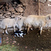 Three sheep and cat by the wall. HWW!