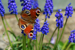 Peacock Butterfly on Grape Hyacinth (3)