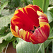 A great parrot tulip