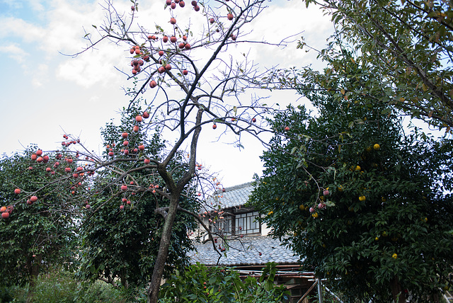 House with persimmon trees