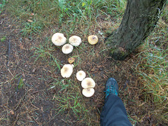 JBT - woodland fungus [5 of 6]