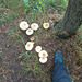JBT - woodland fungus [5 of 6]