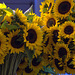 Sunflowers, Pike Place Market