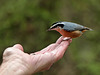 Trusting Red-breasted Nuthatch