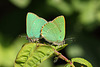 Green Hairstreak (Callophrys rubi) butterflies