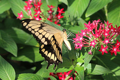 Eastern Tiger Swallowtail.