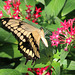 Eastern Tiger Swallowtail.