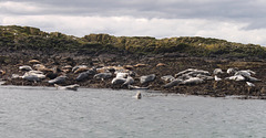 Atlantic Grey Seals