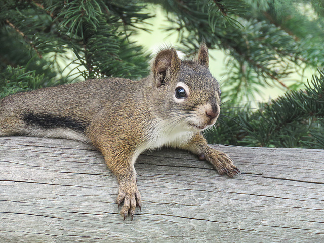 Jackie's squirrel - Red or Eastern Gray?