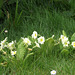 More primroses huddled in the grass