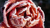 sugared rose