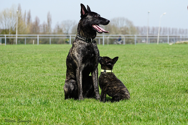 Eddy and SheRa, father and daughter (Dutch Shepherd)