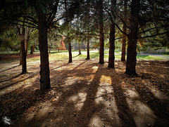Joseph Stewart State Park, Set 5: Morning Light and Fall Magic (+11 insets!)