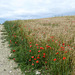 05 Poppies through the barley field