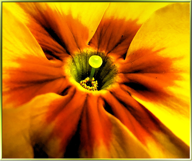 Center of a Primula... ©UdoSm