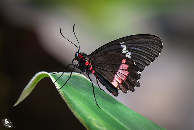 Victoria's Butterfly Gardens, Part 3: Lovely Butterflies and More! (+9 insets)