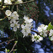 Blossom - the damson cherry