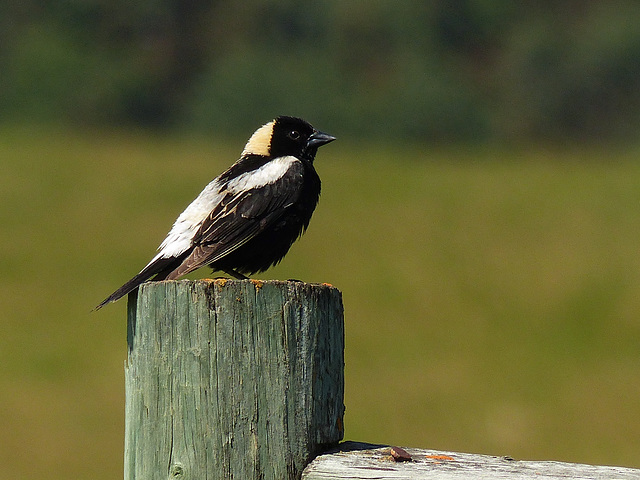 Handsome male Bobolink / Dolichonyx oryzivorus