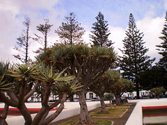 Dragonblood trees and araucarias.