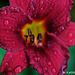 Day Lily and Rain Drops 2