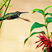 Hummingbird.  6276661