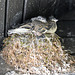 eastern phoebe nest st bruno 2022 DSC 1001
