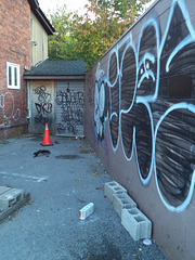 Écureuil noir et graffitis