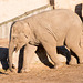 Baby elephant walkabout