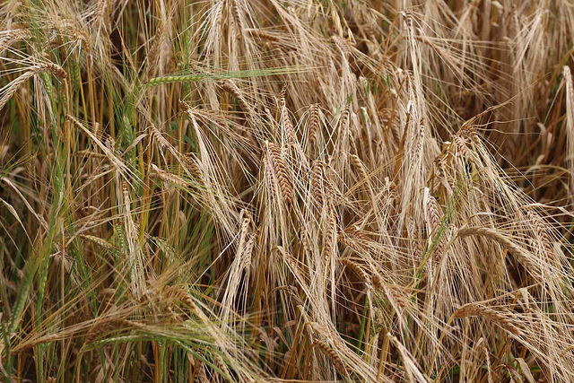 09 Barley, barley, barley