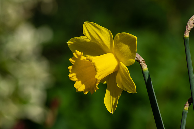 Daffodils in the garden (1 of 2)