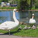 Swans with Cygnets. (+PiP)