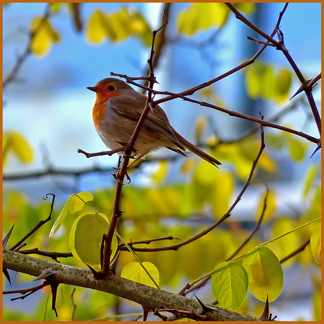 Bird - Erithacus rubecula - roodborst - European_robin - rotkehlchen - Rouge_gorge_familier