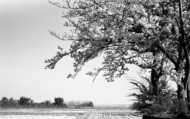 Cherry tree by the rice fields